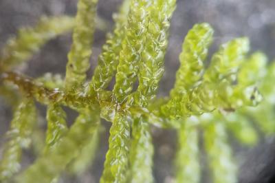 <i>Pseudoscleropodium purum</i>