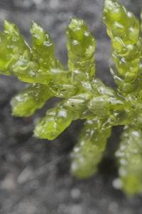 <i>Pseudoscleropodium purum</i>