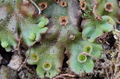 <i>Marchantia polymorpha</i>