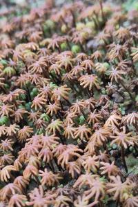 <i>Marchantia polymorpha</i>