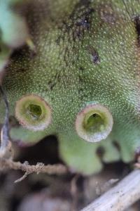 <i>Marchantia polymorpha</i>