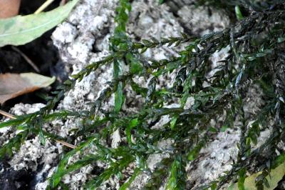 <i>Fontinalis antipyretica</i>