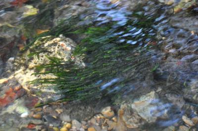 <i>Fontinalis antipyretica</i>