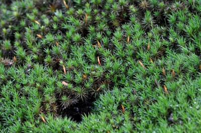 <i>Polytrichum formosum</i>