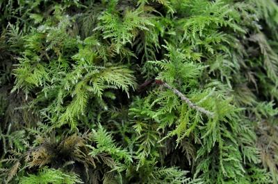 <i>Thuidium tamariscinum</i>