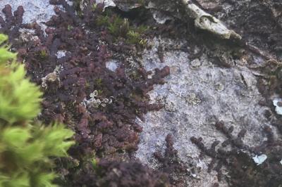 <i>Frullania dilatata</i>