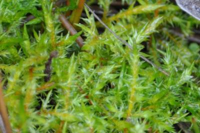 <i>Calliergonella cuspidata</i>
