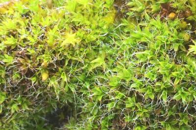 <i>Syntrichia laevipila</i>