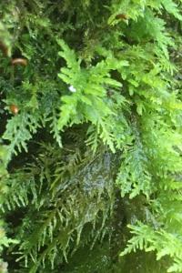 <i>Thuidium tamariscinum</i>