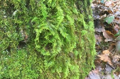 <i>Thuidium tamariscinum</i>