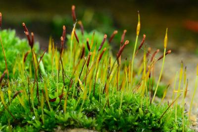 <i>Tortula muralis</i>