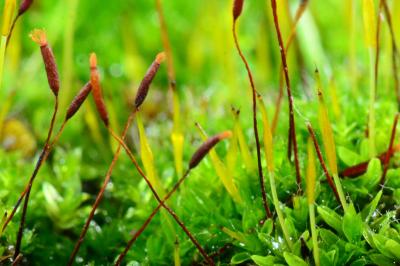 <i>Tortula muralis</i>