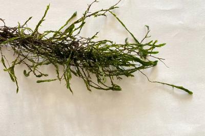 <i>Fontinalis antipyretica</i>