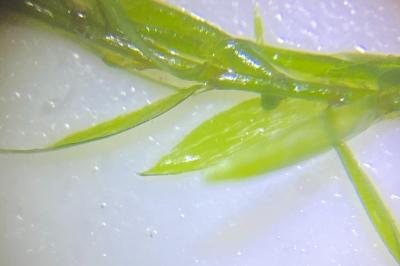 <i>Fontinalis antipyretica</i>