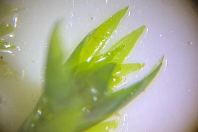 <i>Fontinalis antipyretica</i>