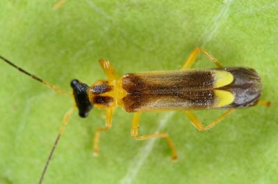 Malthinus flaveolus