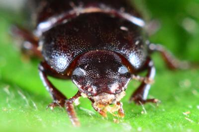 Alphitobius diaperinus