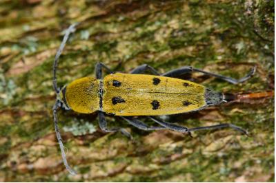Chlorophorus glabromaculatus