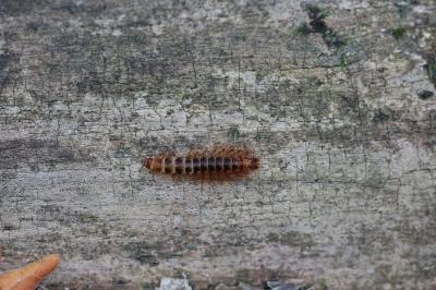 Drilus flavescens