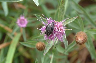 Oxythyrea funesta