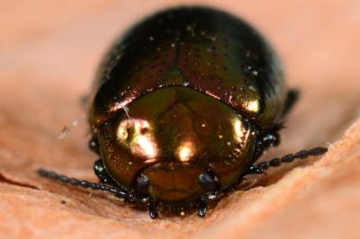 Chrysolina hyperici