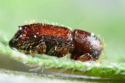 Xylocleptes bispinus