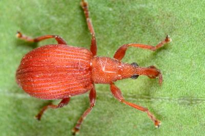 Apion frumentarium