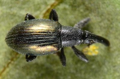 Aspidapion aeneum