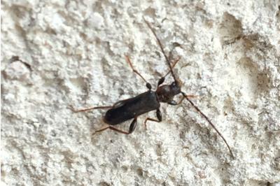 Phymatodes testaceus