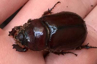 Oryctes nasicornis