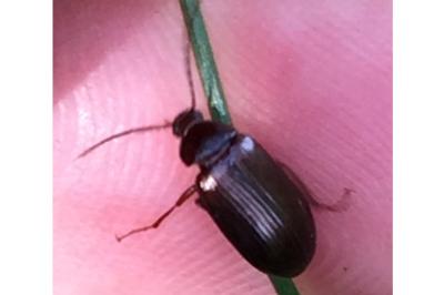 Gonodera luperus