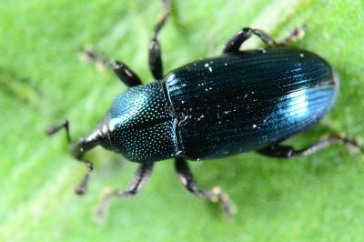 Aulacobaris coerulescens