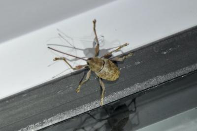 Curculio elephas