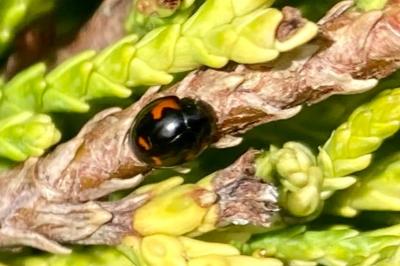 Exochomus quadripustulatus