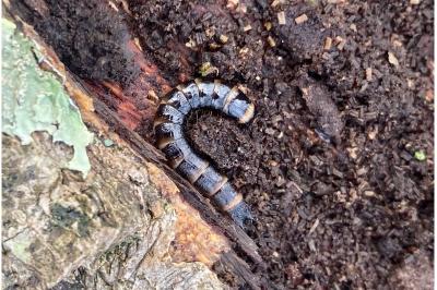 Stenagostus rhombeus