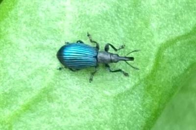 Perapion violaceum