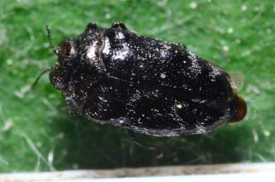 Trachys minutus