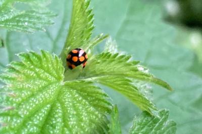 Adalia decempunctata