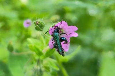 Oedemera nobilis