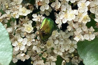 Cetonia aurata