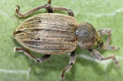 Hypera striata