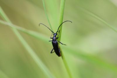 Rutpela nigra