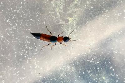 Paederus littoralis
