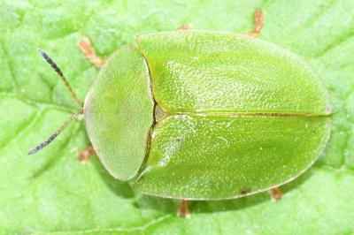Cassida viridis