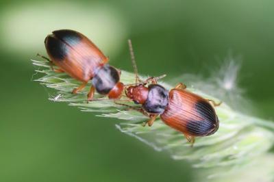 Diachromus germanus