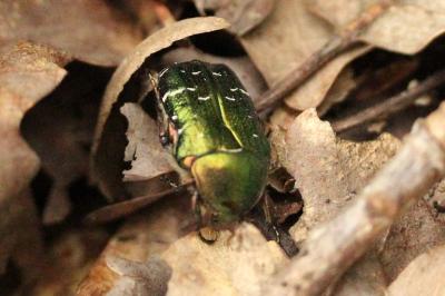 Cetonia aurata