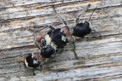 Clerus mutillarius