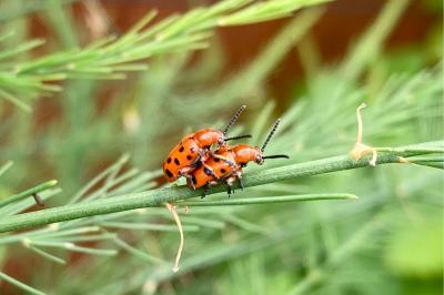 Crioceris duodecimpunctata