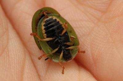 Cassida viridis