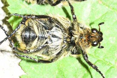 Trichius gallicus